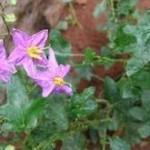Solanum triflorum