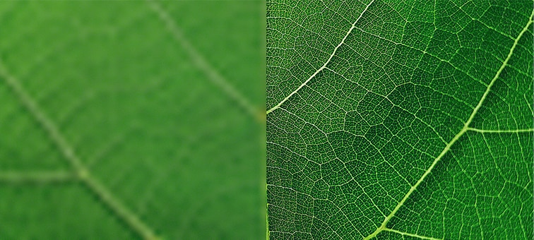 Close-up of leaf showing detail with 4K XR Super Resolution