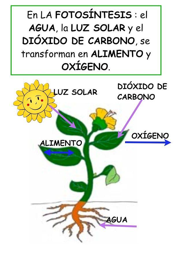 Foto: FOTOSÍNTESIS-3 | La fotosintesis para niños, Imagenes de la ...