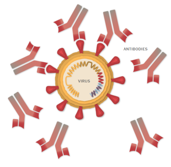 Virus e anticorpos
