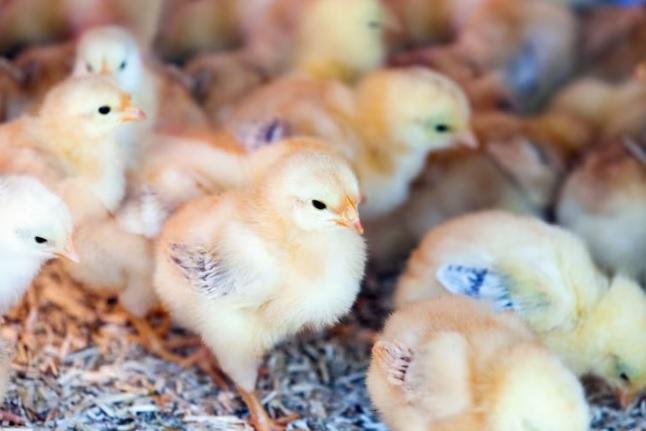 Raising Baby Chickens and the Role of the Rooster on Your Farm (2023)