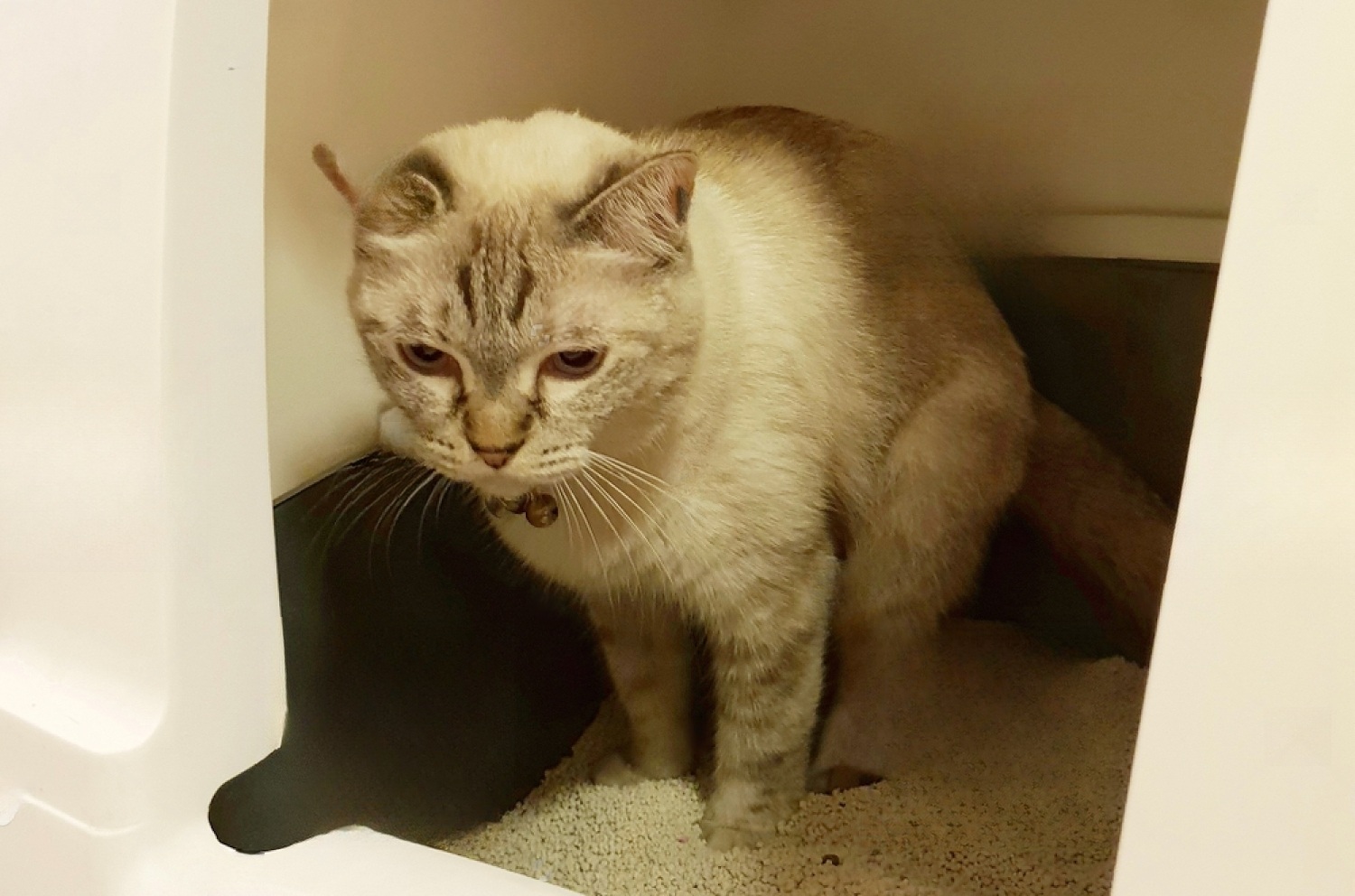 How To Get Rid of Cat Pee Smell? 4 Fkfdm6LQg1jib9DAwK83YhPvAPzClGbqvSkPmwS1FdVSDgcB1z0Se7XuY540IsLHneJn7SKNlNZxJP2n0bGBqBATVHauHz6BUfHv a YeX4zxIM9YlTlqvkd8 30Fg j3irFns 5a05IM29jtCUwNQ
