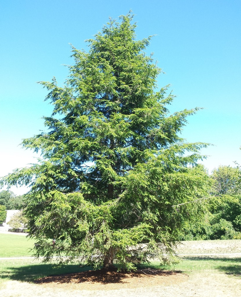 Eastern Hemlock Tree