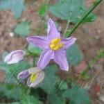 Solanum trilobatum