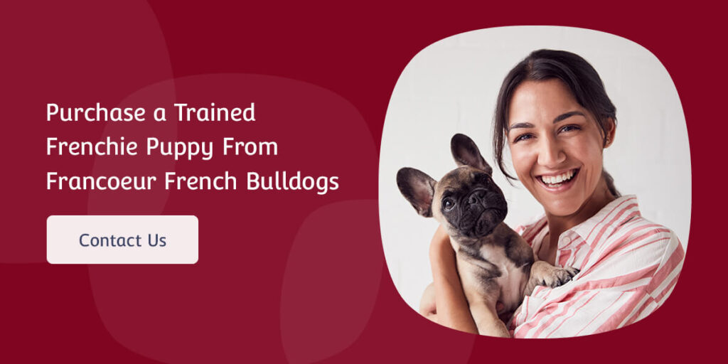 purchase a trained Frenchie puppy from Francoeur French Bulldogs