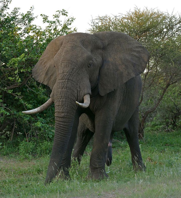 30. African Bush Elephants (70 or More)