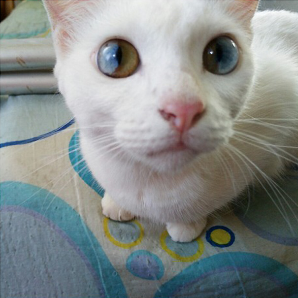 cat-eyes-different-colors-heterochromia9