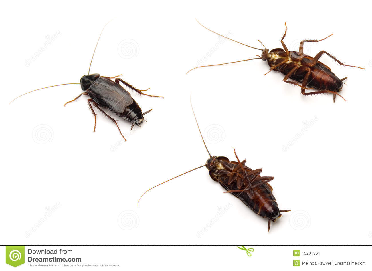 Oriental cockroach viewed from different angles. It's dark brown, with long antennae and six legs.