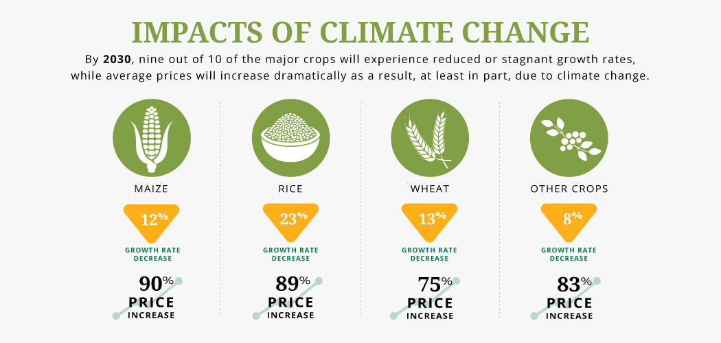The heading reads "Impacts of Climate Change". There are four icons that read Maize, Rice, Wheat and Other Crops. The Each has had a decrease in growth rate but an increase in cost.