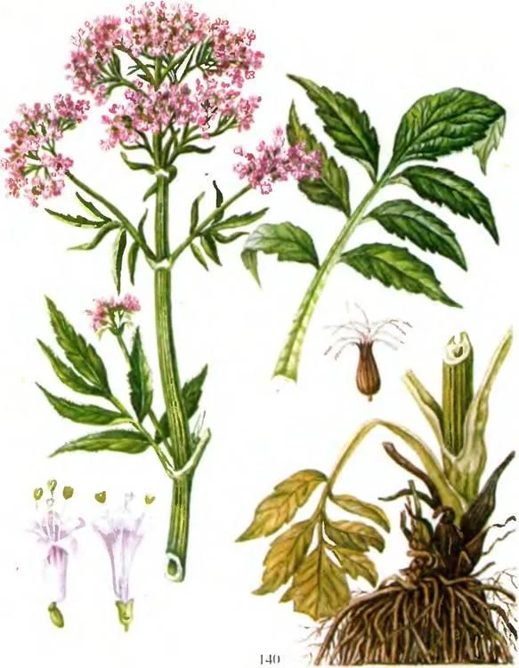 D:\0 wd yedek\acr yedek\1 film indirme\sovremennaya_fitoterapiya_dosyalar\image213.jpg