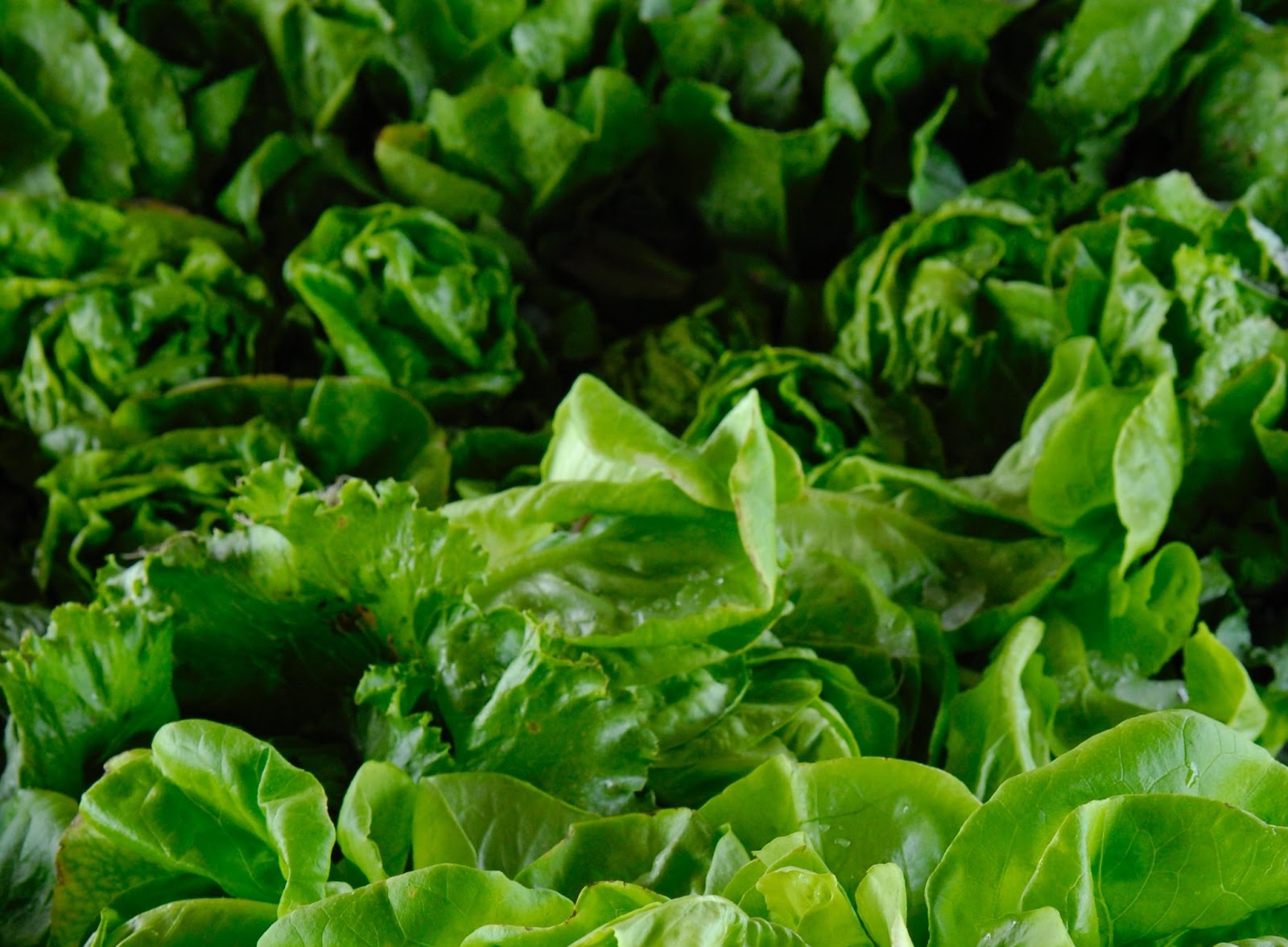 iron from leafy green vegetables