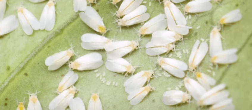 many Whiteflies on a green leaf