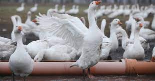 Only the Left Wings of Geese Are Good Enough For Badminton Shuttlecocks