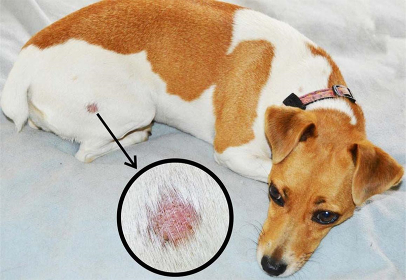 Dấu hiệu nhận biết chó bị viêm da