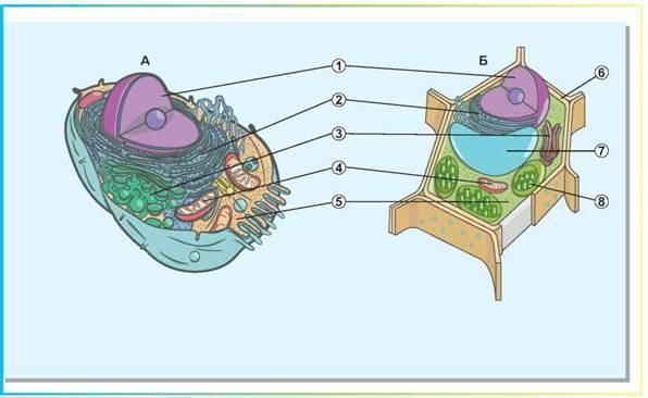 Рослинна і тваринна клітини - Біологія. 9 клас. Шаламов