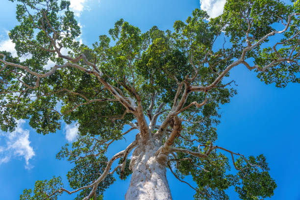 Diving, beach and lots of green in Koh Phangan