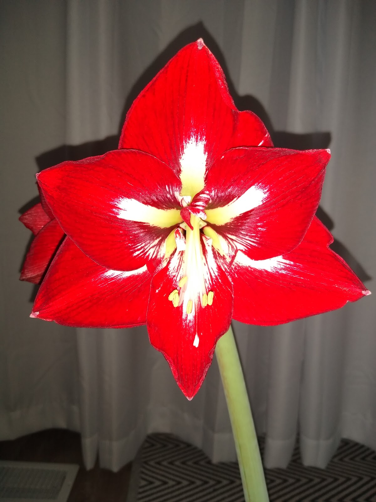 red amaryllis flower