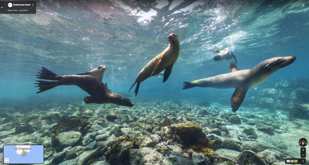 Street View image of sea lions swimming underwater.