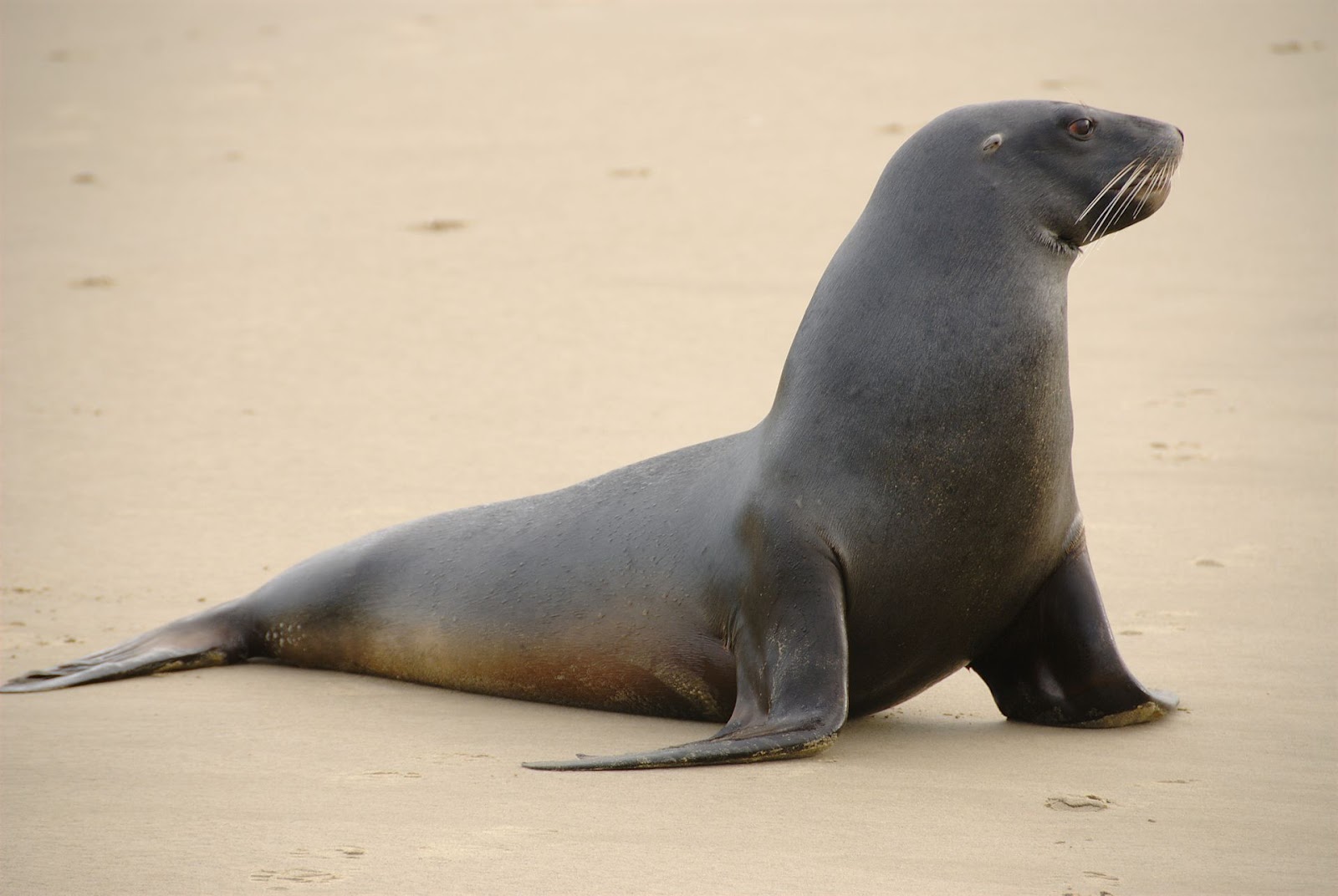 Le Lion de mer de Nouvelle-Zélande - L'Univers des Animaux marins