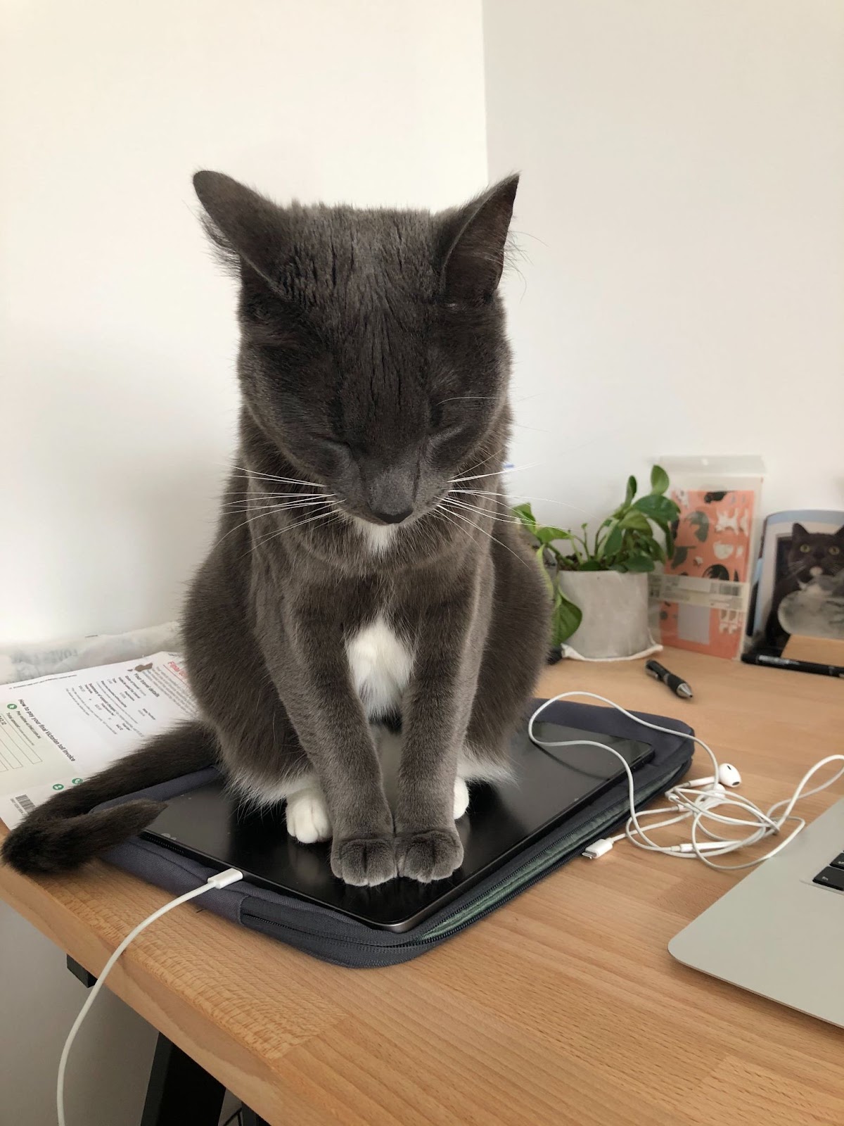 A grey kitty standing on an iPad