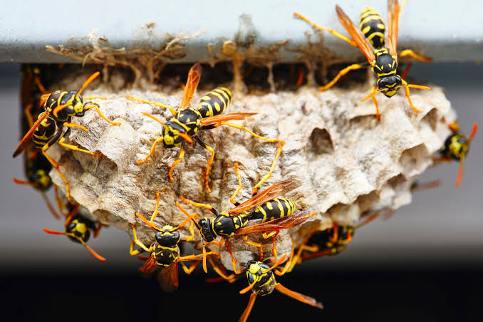 wasps and yellowjackets nest