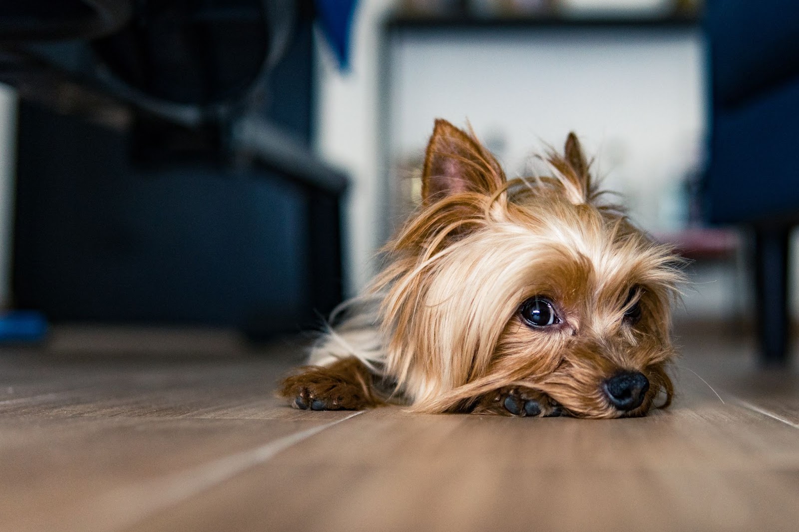 Are Yorkies Good With Babies?