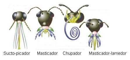 Resultado de imagen para aparatos bucale de los insectos