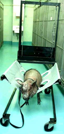 Yucatan pig in a humane restraint sling.