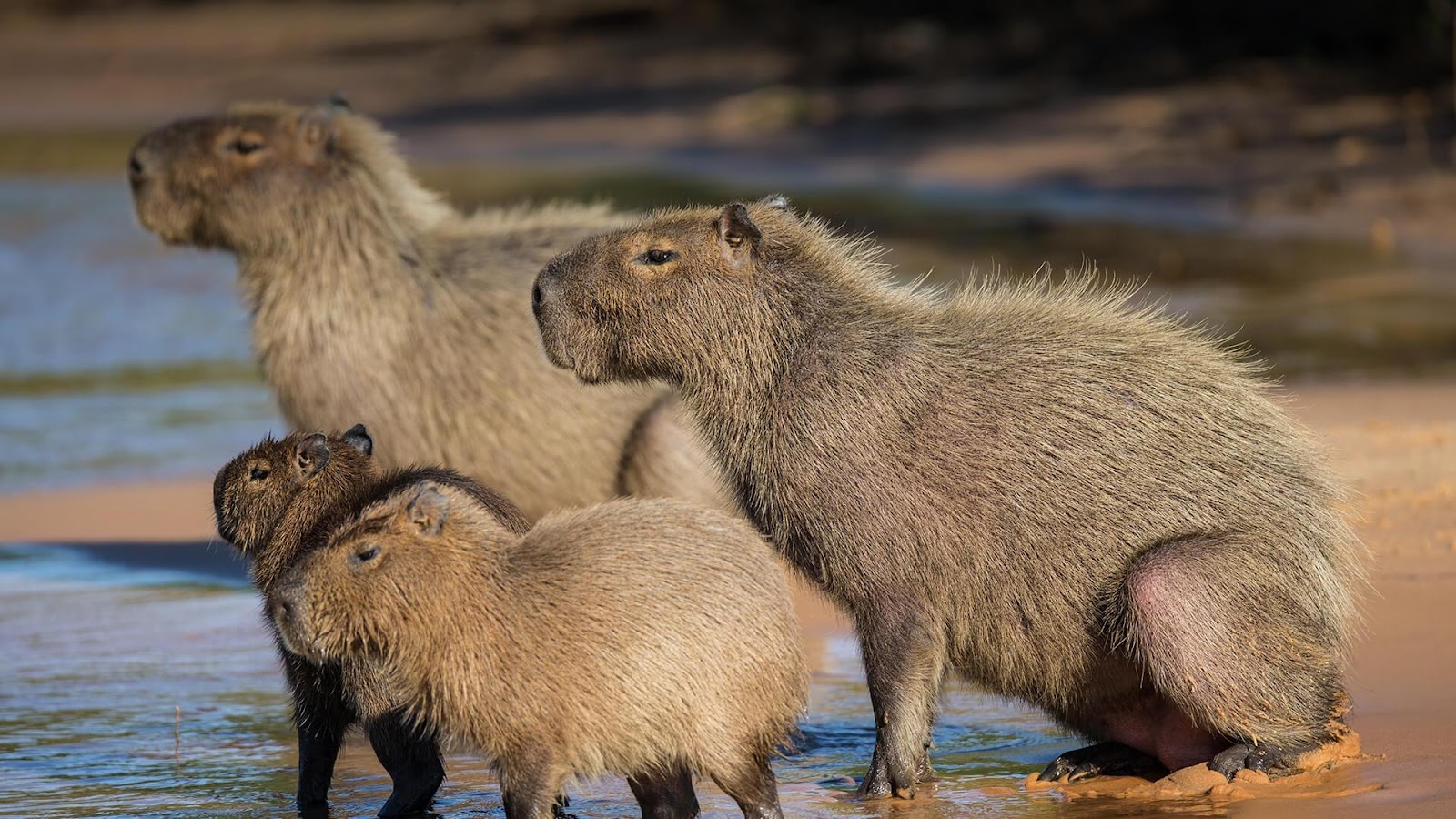 Capybaras