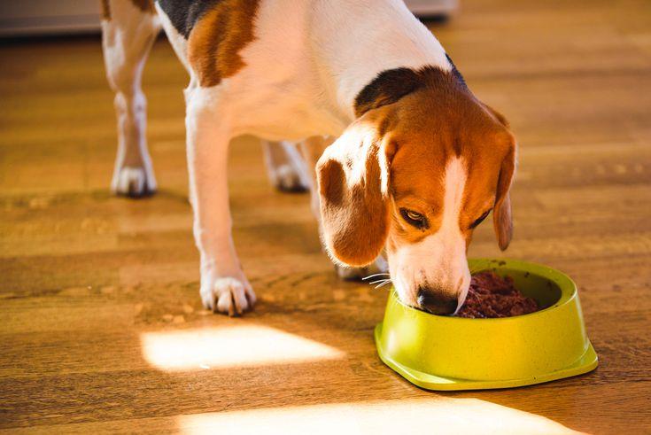 The Pros and Cons of Wet Food for Dogs