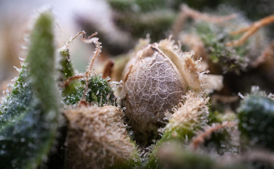 Why am I seeing seeds in the buds of my cannabis plants?