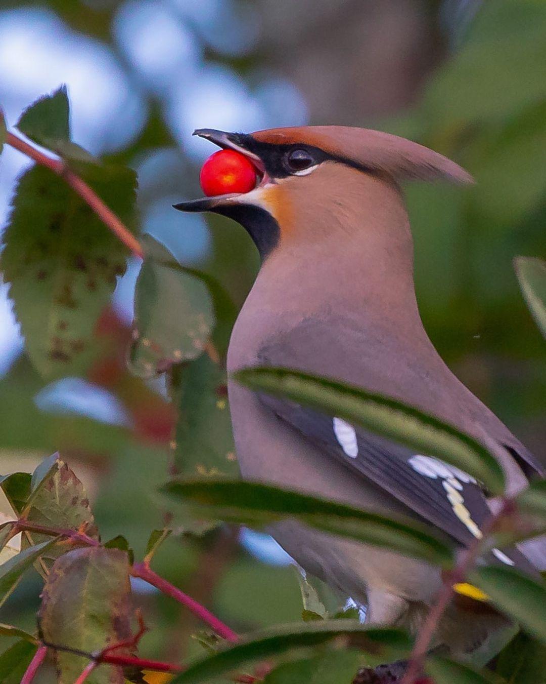 Фотография свиристель. Свиристель обыкновенный (Bombycilla garrulus). Хохлатая свиристель. Хохлатая Свирель. Свиристель розовая.