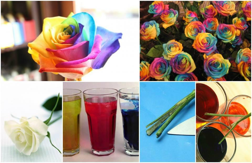 Как покрасить розу краской своими руками в домашних условиях?