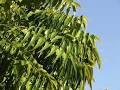 C:\Users\Mazhar Sayeed\Pictures\Neem Leaves 1.jpg