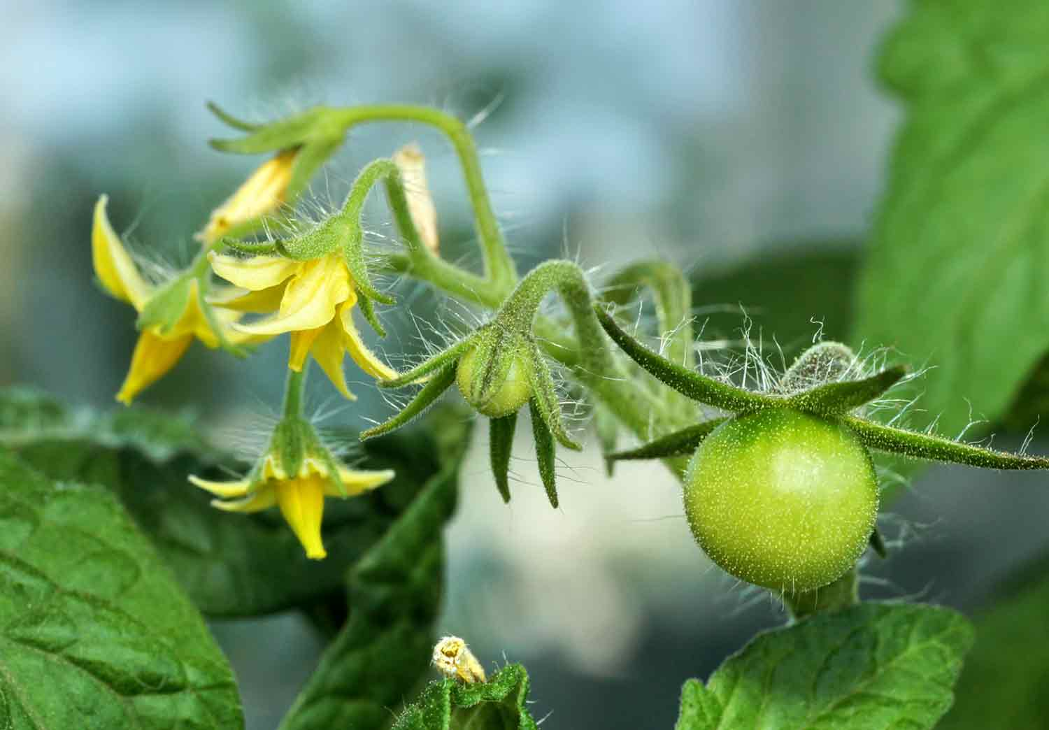 Fruit Development