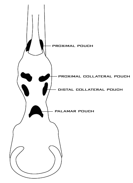 Pouches of the deep digital flexor tendon sheath