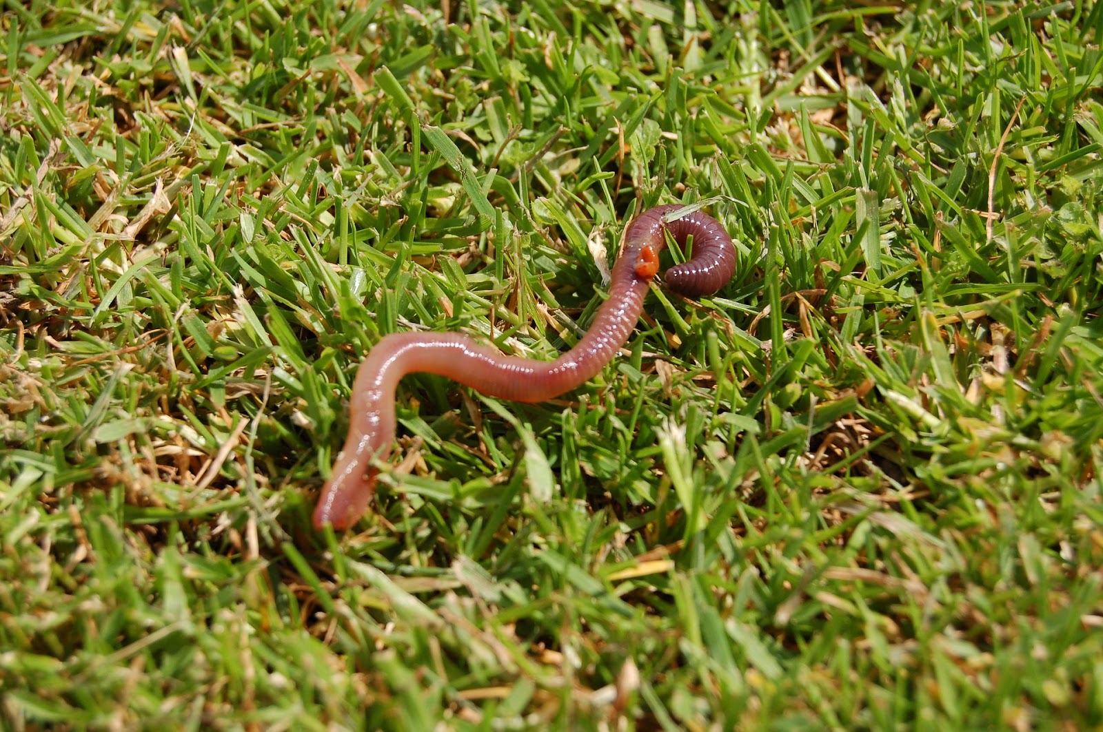 Earthworm in the grass