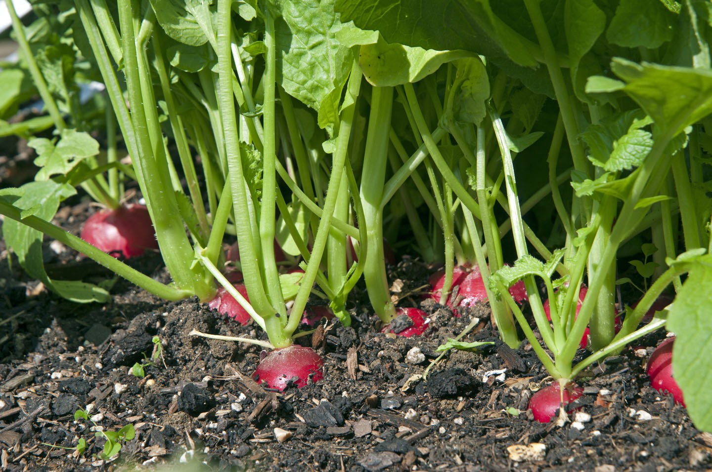 Radish