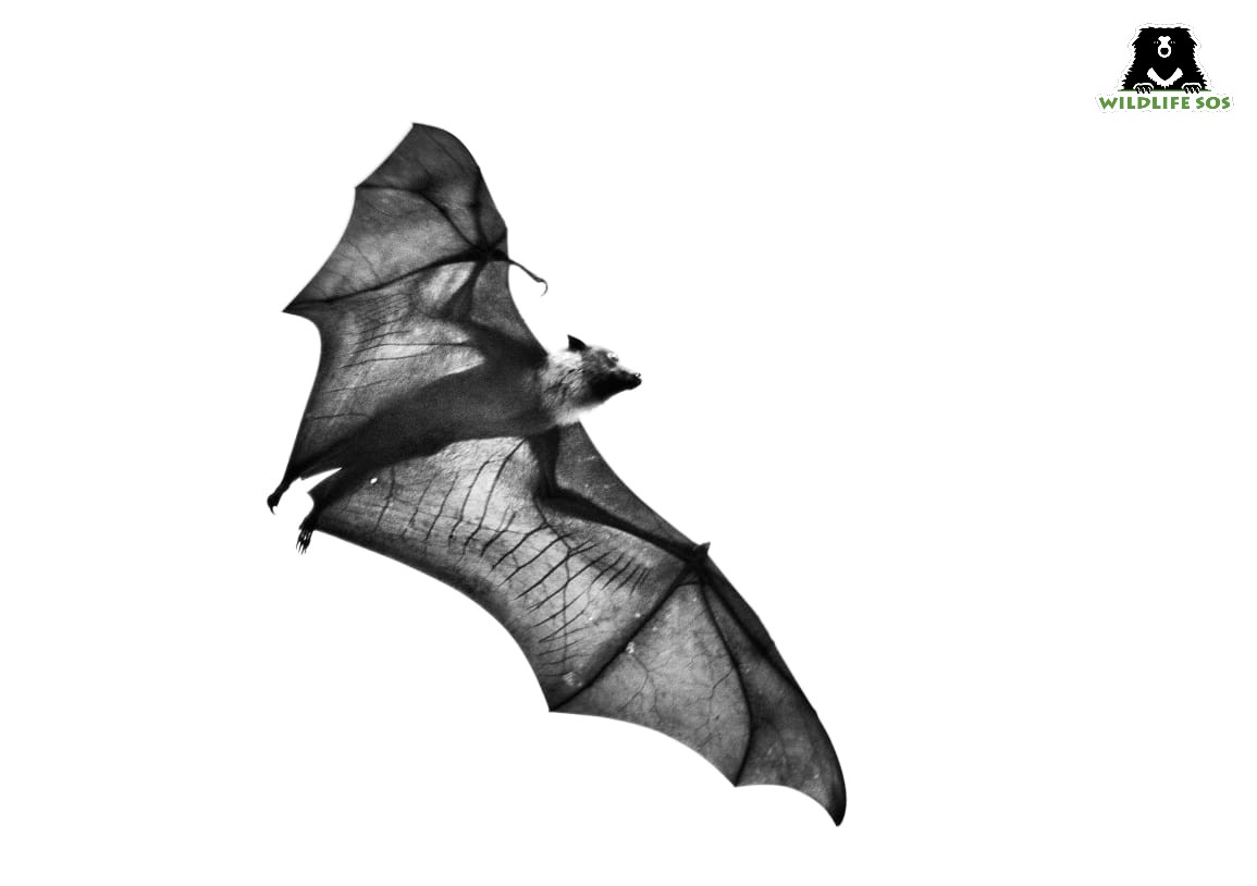 bat is entomophagous