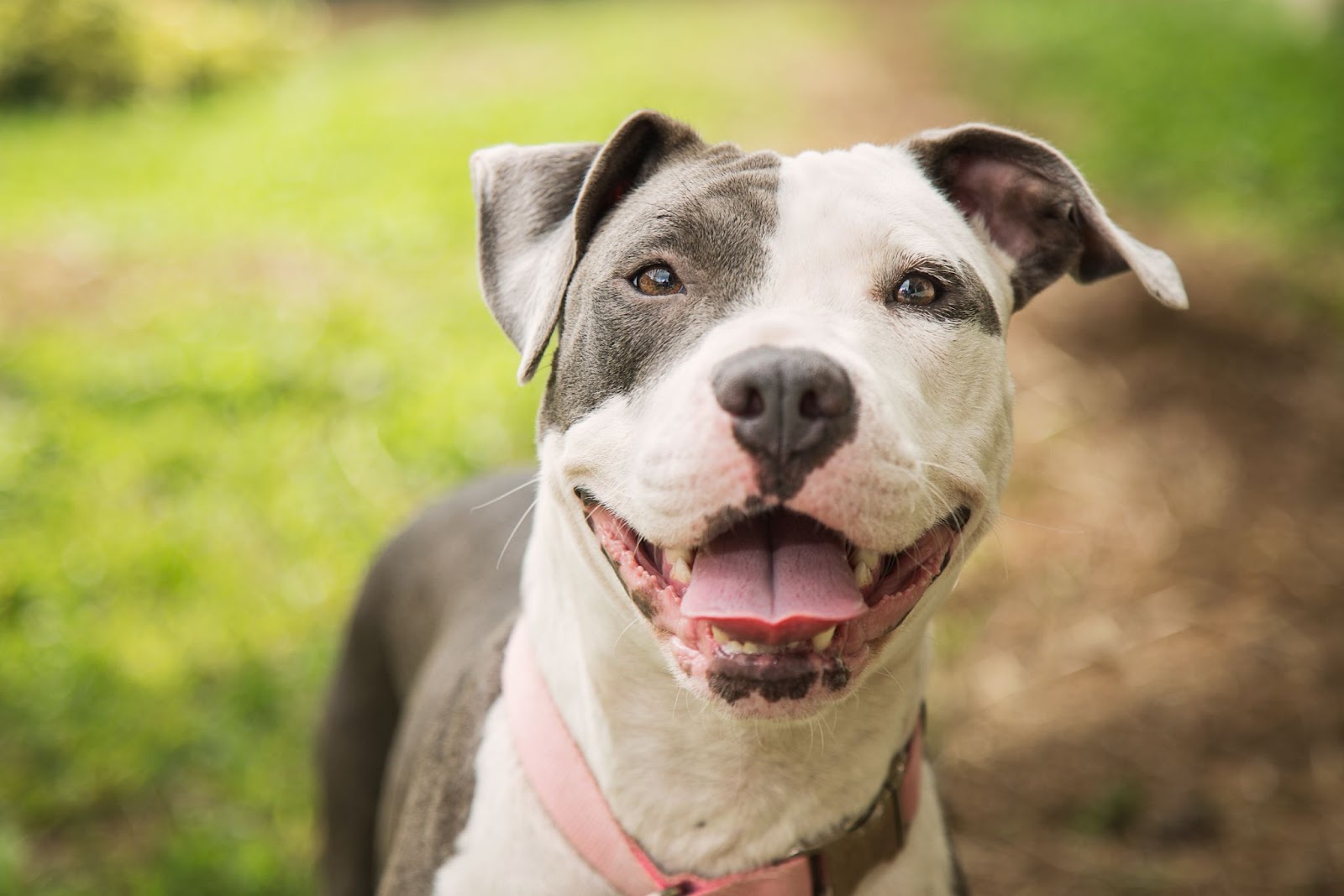 A pit bull smiling at the camera.