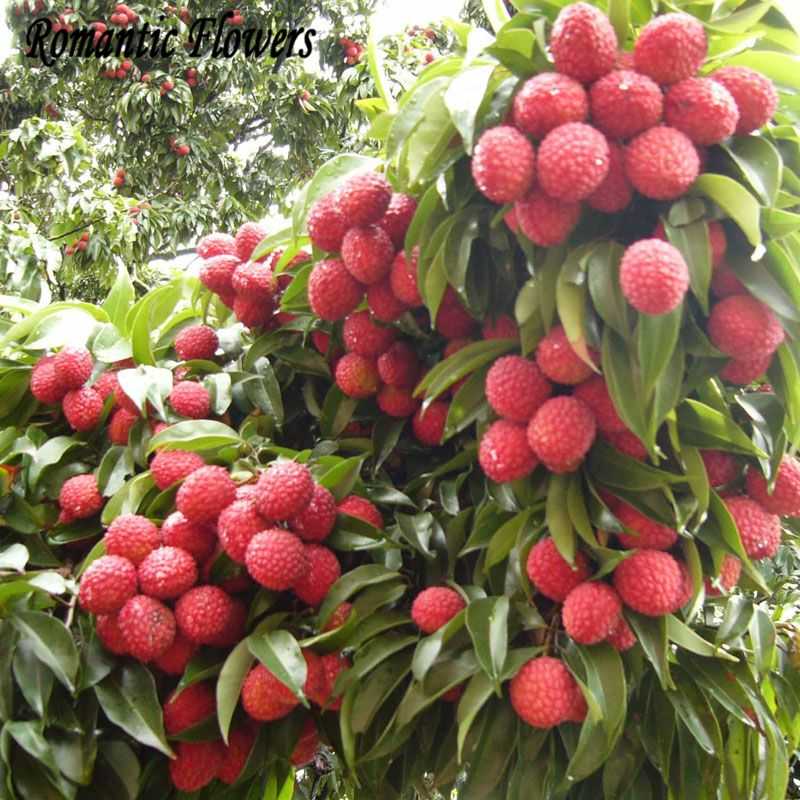 Bà bầu ăn vải được không? Vải thiều rất giàu Vitamin C và khoáng chất