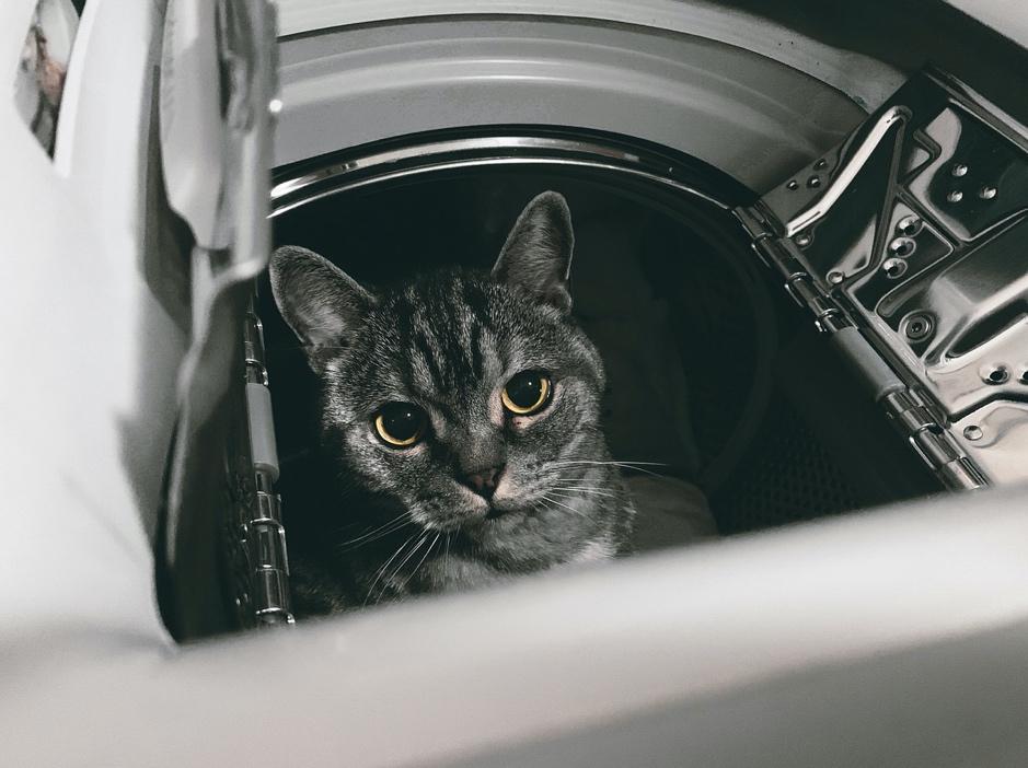 cat in a dryer