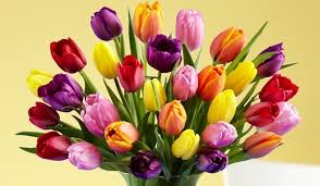 Image result for tulips