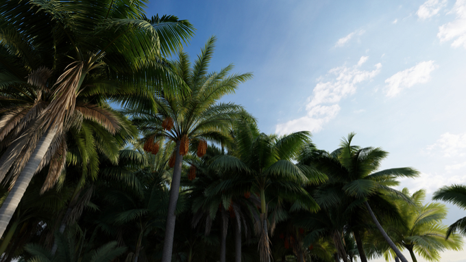 001-PalmTrees_680p.jpg