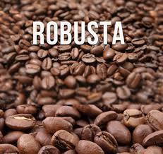 Cà phê hạt robusta mang đến cho bạn những công dụng tuyệt vời