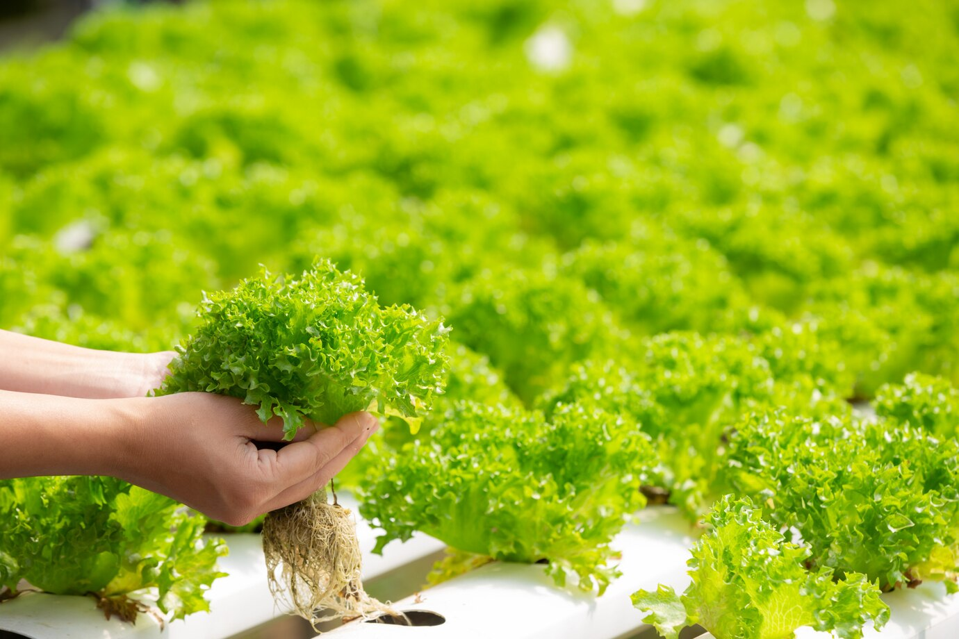 Planting vegetables and herbs