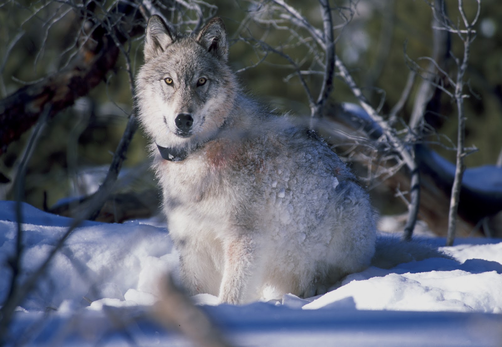 A radio collared wolf in