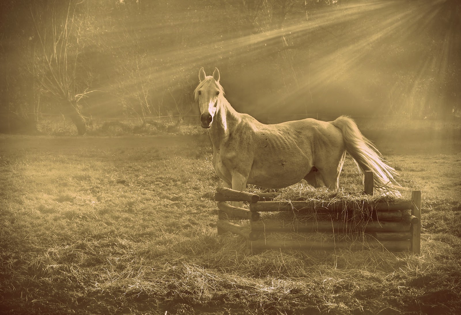 artistic photo of an old grey horse standing in front of a hay manger