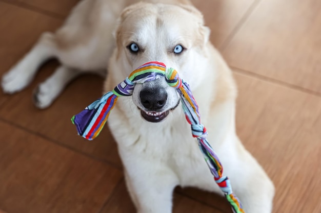Portrait of a great white dog with a toy