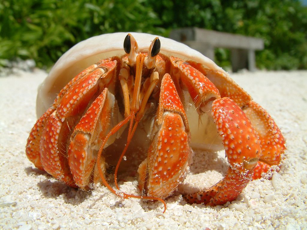 How Long Do Hermit Crabs Sleep